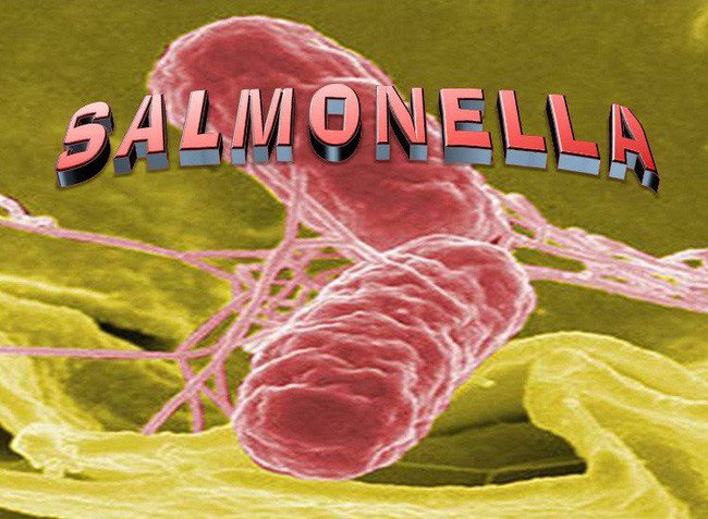 images/Articles/Benh-tat/Salmonella.jpg