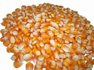 images/Foods/Cereals/NgoHatKho.jpg