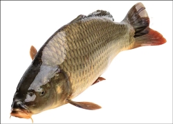 images/Foods/SeaFoods/Ca-chep.jpg