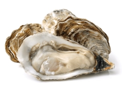images/Foods/SeaFoods/Hau.jpg