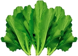 images/Foods/Vegetables/Cai-xanh.jpg