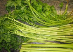 images/Foods/Vegetables/Can-ta.jpg