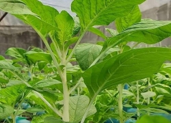 images/Foods/Vegetables/Den-xanh.jpg