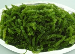 images/Foods/Vegetables/Rong-nho.jpg